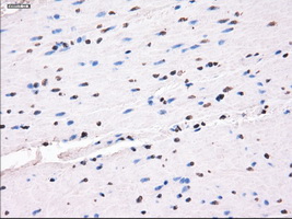 SLC7A8 / LAT2 Antibody - IHC of paraffin-embedded colon tissue using anti-SLC7A8 mouse monoclonal antibody. (Dilution 1:50).