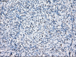 SLC7A8 / LAT2 Antibody - IHC of paraffin-embedded Ovary tissue using anti-SLC7A8 mouse monoclonal antibody. (Dilution 1:50).