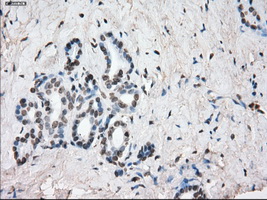 SLC7A8 / LAT2 Antibody - IHC of paraffin-embedded pancreas tissue using anti-SLC7A8 mouse monoclonal antibody. (Dilution 1:50).