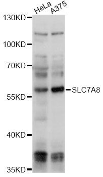 SLC7A8 / LAT2 Antibody - Western blot analysis of extracts of various cell lines, using SLC7A8 antibody at 1:1000 dilution. The secondary antibody used was an HRP Goat Anti-Rabbit IgG (H+L) at 1:10000 dilution. Lysates were loaded 25ug per lane and 3% nonfat dry milk in TBST was used for blocking. An ECL Kit was used for detection and the exposure time was 10s.