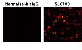 SLC7A9 / BAT1 Antibody