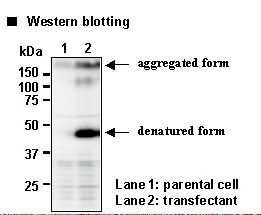 SLC7A9 / BAT1 Antibody