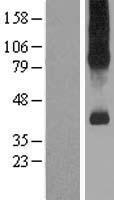 SLC7A9 / BAT1 Protein - Western validation with an anti-DDK antibody * L: Control HEK293 lysate R: Over-expression lysate