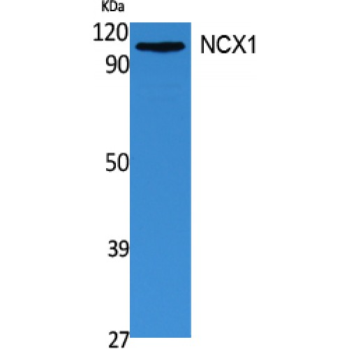 SLC8A1 / NCX1 Antibody - Western blot of NCX1 antibody