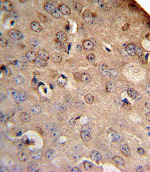 SLC8A1 / NCX1 Antibody - SLC8A1 Antibody IHC of formalin-fixed and paraffin-embedded mouse brain followed by peroxidase-conjugated secondary antibody and DAB staining.