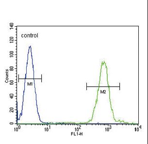 SLC8A1 / NCX1 Antibody - SLC8A1 Antibody flow cytometry of HL-60 cells (right histogram) compared to a negative control cell (left histogram). FITC-conjugated goat-anti-rabbit secondary antibodies were used for the analysis.