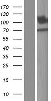 SLC8A2 / NCX2 Protein - Western validation with an anti-DDK antibody * L: Control HEK293 lysate R: Over-expression lysate