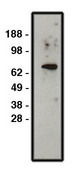 SLC9A1 / NHE1 Antibody - Western blot of NHE1 antibody on HT-29 cell lysate. Lysate used at 30 ug/ml. Antibody used at 1:400 dilution. Secondary antibody, mouse anti-rabbit HRP, used at 1:50k dilution.