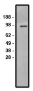 SLC9A1 / NHE1 Antibody - Western blot of NHE1 antibody on HT-29 cell lysate. Lysate loaded at 30 ug/lane. Antibody used at 10 ug/ml. Secondary antibody, mouse anti-rabbit HRP, used at 1:150k dilution.