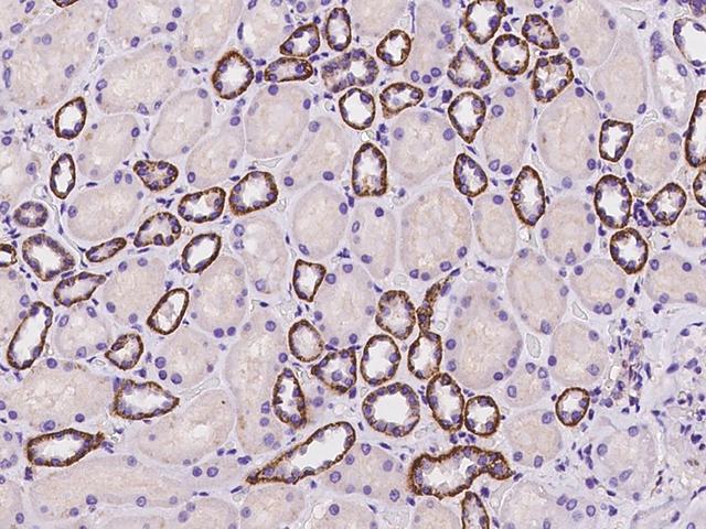 SLC9A1 / NHE1 Antibody - Immunochemical staining of human SLC9A1 in human kidney with rabbit polyclonal antibody at 1:500 dilution, formalin-fixed paraffin embedded sections.