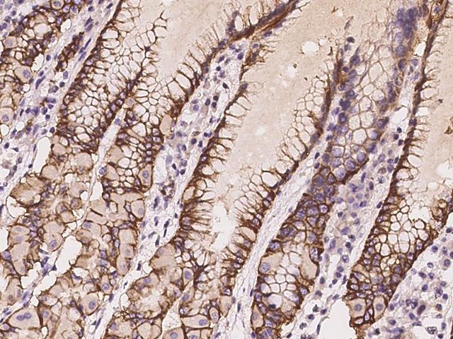 SLC9A1 / NHE1 Antibody - Immunochemical staining of human SLC9A1 in human stomach with rabbit polyclonal antibody at 1:500 dilution, formalin-fixed paraffin embedded sections.