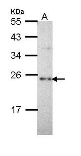 SLC9A1BP / CHP Antibody - Sample (30 ug of whole cell lysate). A: Hep G2 . 12% SDS PAGE. SLC9A1BP / CHP antibody diluted at 1:1000.
