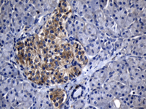 SLC9A1BP / CHP Antibody - Immunohistochemical staining of paraffin-embedded Human pancreas tissue within the normal limits using anti-CHP mouse monoclonal antibody. (Heat-induced epitope retrieval by 1mM EDTA in 10mM Tris buffer. (pH8.5) at 120°C for 3 min. (1:500)