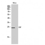SLC9A1BP / CHP Antibody - Western blot of CHP antibody