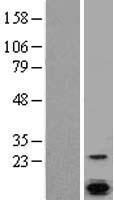 SLC9A1BP / CHP Protein - Western validation with an anti-DDK antibody * L: Control HEK293 lysate R: Over-expression lysate