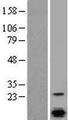 SLC9A1BP / CHP Protein - Western validation with an anti-DDK antibody * L: Control HEK293 lysate R: Over-expression lysate