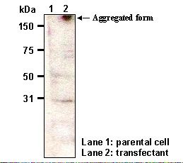 SLC9A2 / NHE2 Antibody