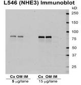 SLC9A3 / NHE3 Antibody - Western blot analysis of NHE3 in rat kidney tissues using a 1:1000 dilution of SLC9A3 / NHE3 antibody.  This image was taken for the unconjugated form of this product. Other forms have not been tested.