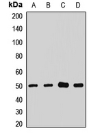 SLC9A3R1 / NHERF1 / EBP50 Antibody