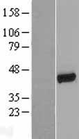 SLC9A3R1 / NHERF1 / EBP50 Protein - Western validation with an anti-DDK antibody * L: Control HEK293 lysate R: Over-expression lysate