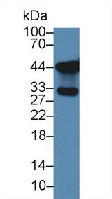 SLC9A3R2 / SIP1 Antibody - Western Blot; Sample: Human Lung lysate; Primary Ab: 3µg/ml Rabbit Anti-Human TKA1 Antibody Second Ab: 0.2µg/mL HRP-Linked Caprine Anti-Rabbit IgG Polyclonal Antibody