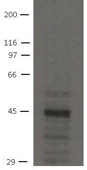 SLC9A3R2 / SIP1 Antibody