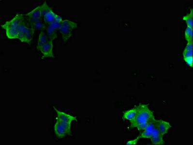 SLC9A6 Antibody - Immunofluorescent analysis of 293 cells diluted at 1:100 and Alexa Fluor 488-congugated AffiniPure Goat Anti-Rabbit IgG(H+L)