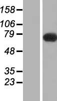 SLC9A6 Protein - Western validation with an anti-DDK antibody * L: Control HEK293 lysate R: Over-expression lysate