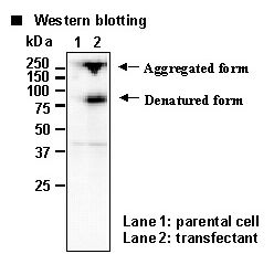 SLC9A7 Antibody