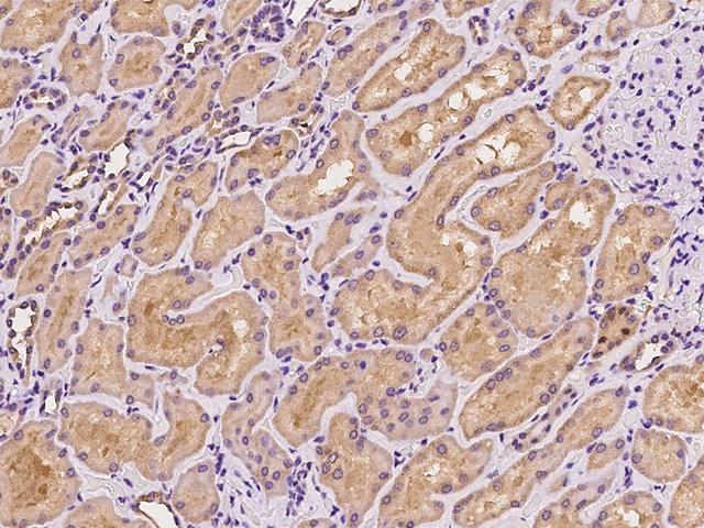 SLC9A7 Antibody - Immunochemical staining of human SLC9A7 in human kidney with rabbit polyclonal antibody at 1:100 dilution, formalin-fixed paraffin embedded sections.