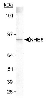 SLC9A8 / NHE8 Antibody - Detection of NHE8 (7A11) in HeLa whole cell lysate.  This image was taken for the unconjugated form of this product. Other forms have not been tested.