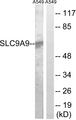 SLC9A9 / NHE9 Antibody - Western blot analysis of lysates from A549 cells, using SLC9A9 Antibody. The lane on the right is blocked with the synthesized peptide.