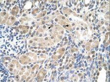 SLC9A9 / NHE9 Antibody - SLC9A9 antibody SLC9A9(solute carrier family 9 (sodium/hydrogen exchanger), member 9) Antibody was used in IHC to stain formalin-fixed, paraffin-embedded human kidney.  This image was taken for the unconjugated form of this product. Other forms have not been tested.