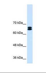SLC9A9 / NHE9 Antibody - HepG2 cell lysate. Antibody concentration: 0.25 ug/ml. Gel concentration: 8%.  This image was taken for the unconjugated form of this product. Other forms have not been tested.