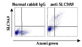 SLC9A9 / NHE9 Antibody