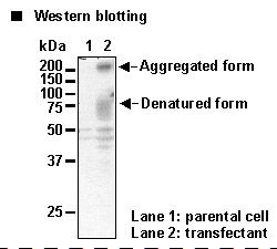 SLC9A9 / NHE9 Antibody