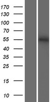 SLC9B1 / NHEDC1 Protein - Western validation with an anti-DDK antibody * L: Control HEK293 lysate R: Over-expression lysate