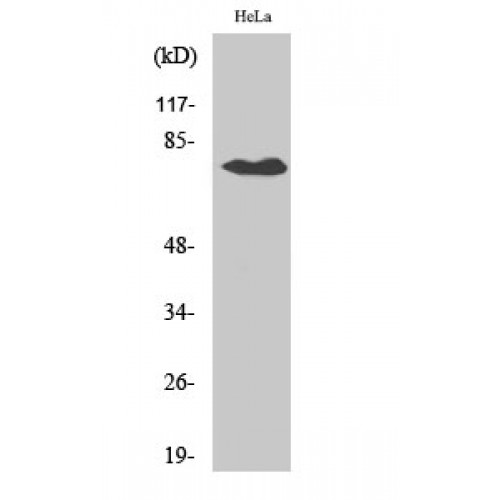 SLCO1A2 / OATP Antibody - Western blot of OATP1 antibody