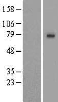 SLCO1A2 / OATP Protein - Western validation with an anti-DDK antibody * L: Control HEK293 lysate R: Over-expression lysate