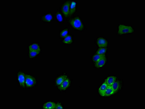SLCO1B3 / OATP8 Antibody - Immunofluorescent analysis of HepG2 cells using SLCO1B3 Antibody at a dilution of 1:100 and Alexa Fluor 488-congugated AffiniPure Goat Anti-Rabbit IgG(H+L)