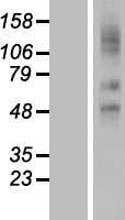SLCO2A1 / PGT Protein - Western validation with an anti-DDK antibody * L: Control HEK293 lysate R: Over-expression lysate