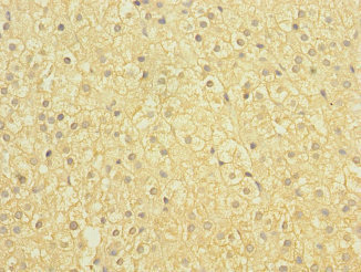 SLCO2B1 Antibody - Immunohistochemistry of paraffin-embedded human adrenal gland tissue at dilution 1:100
