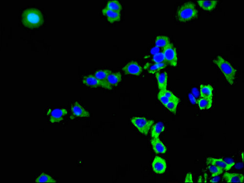 SLCO3A1 Antibody - Immunofluorescent analysis of HepG2 cells using SLCO3A1 Antibody at a dilution of 1:100 and Alexa Fluor 488-congugated AffiniPure Goat Anti-Rabbit IgG(H+L)