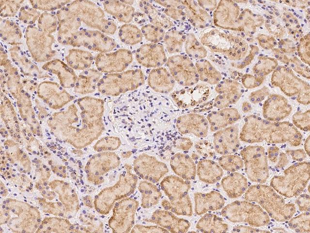 SLFN12 Antibody - Immunochemical staining of human SLFN12 in human kidney with rabbit polyclonal antibody at 1:100 dilution, formalin-fixed paraffin embedded sections.