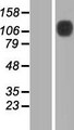 SLFN13 / FLJ31952 Protein - Western validation with an anti-DDK antibody * L: Control HEK293 lysate R: Over-expression lysate