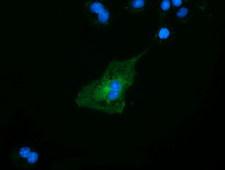 SLFNL1 Antibody - Anti-SLFNL1 mouse monoclonal antibody immunofluorescent staining of COS7 cells transiently transfected by pCMV6-ENTRY SLFNL1.