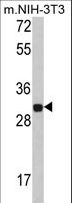 SLIM / FHL1 Antibody - Western blot of FHL1 Antibody in NIH-3T3 cell line lysates (35 ug/lane). FHL1 (arrow) was detected using the purified antibody.