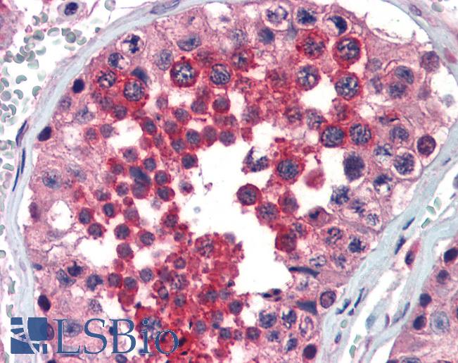 SLIM / FHL1 Antibody - Anti-FHL1 antibody IHC of human testis. Immunohistochemistry of formalin-fixed, paraffin-embedded tissue after heat-induced antigen retrieval. Antibody concentration 5 ug/ml.  This image was taken for the unconjugated form of this product. Other forms have not been tested.