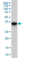 SLIM / FHL1 Antibody - FHL1 monoclonal antibody (M01), clone 2A9. Western Blot analysis of FHL1 expression in Raw 264.7.