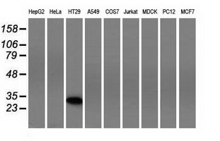 SLIM / FHL1 Antibody - Western blot of extracts (35 ug) from 9 different cell lines by using anti-FHL1 monoclonal antibody.